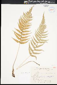 Polystichum luctuosum image