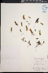 Hymenophyllum rarum image