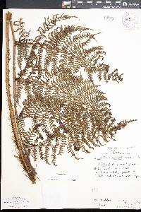 Dryopteris unidentata image