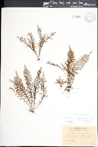 Adenophorus tamariscinus var. tamariscinus image