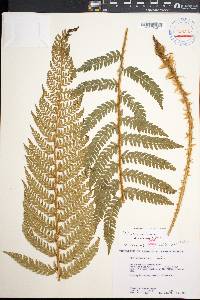 Polystichum bonseyi image