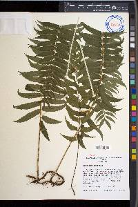 Bolbitis sorbifolia image