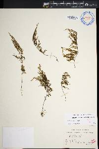 Hymenophyllum recurvum image