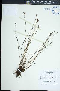 Schizaea malaccana var. robustior image