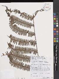 Pteris mertensioides image