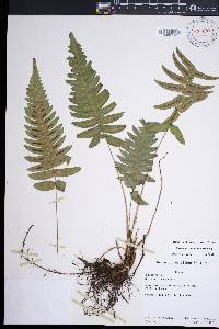 Blechnum appendiculatum image