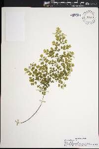 Adiantum raddianum image