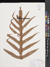 Phymatosorus scolopendria image