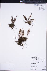 Adenophorus sarmentosus image