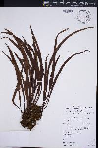 Haplopteris elongata image