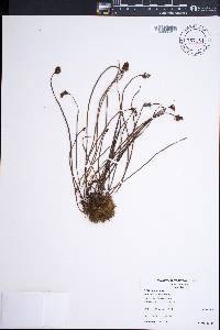 Schizaea malaccana var. robustior image
