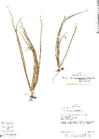 Campyloneurum angustipaleatum image