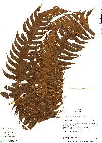 Cyathea horrida image