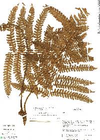 Cyathea bipinnatifida image