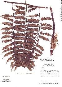 Cyathea macrosora image