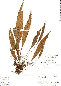 Image of Elaphoglossum amphioxys