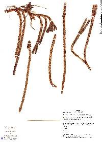Image of Phlegmariurus brevifolius