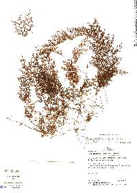 Image of Hymenophyllum mirificum