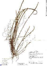 Jamesonia scalaris image