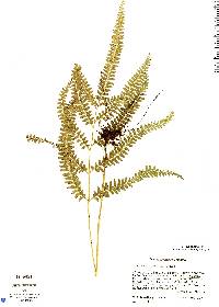 Lindsaea arcuata image