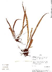 Melpomene flabelliformis image