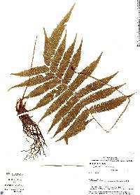 Image of Goniopteris minor