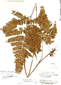 Image of Triplophyllum glabrum