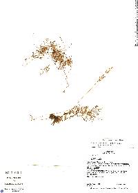Anemia buniifolia image