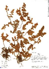 Image of Jamesonia aureonitens