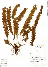 Enterosora trifurcata image