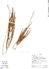 Lindsaea stricta image