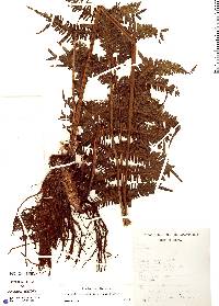 Steiropteris leprieurii image