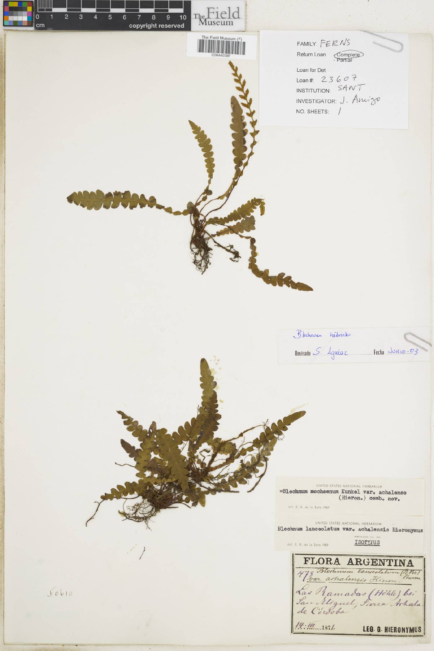 Austroblechnum lechleri subsp. achalense image