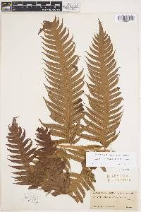 Woodwardia radicans image