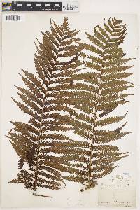 Cyathea arborea image