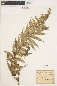 Alsophila leichhardtiana image