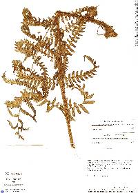 Image of Megalastrum biseriale