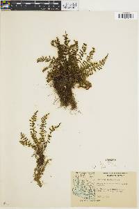 Asplenium ebenoides image