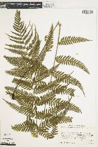 Asplenium athyrioides image