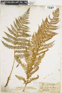 Dryopteris arguta image