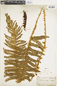 Polystichum californicum image