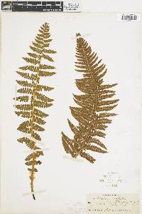 Polystichum aculeatum image