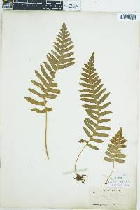 Image of Polypodium californicum