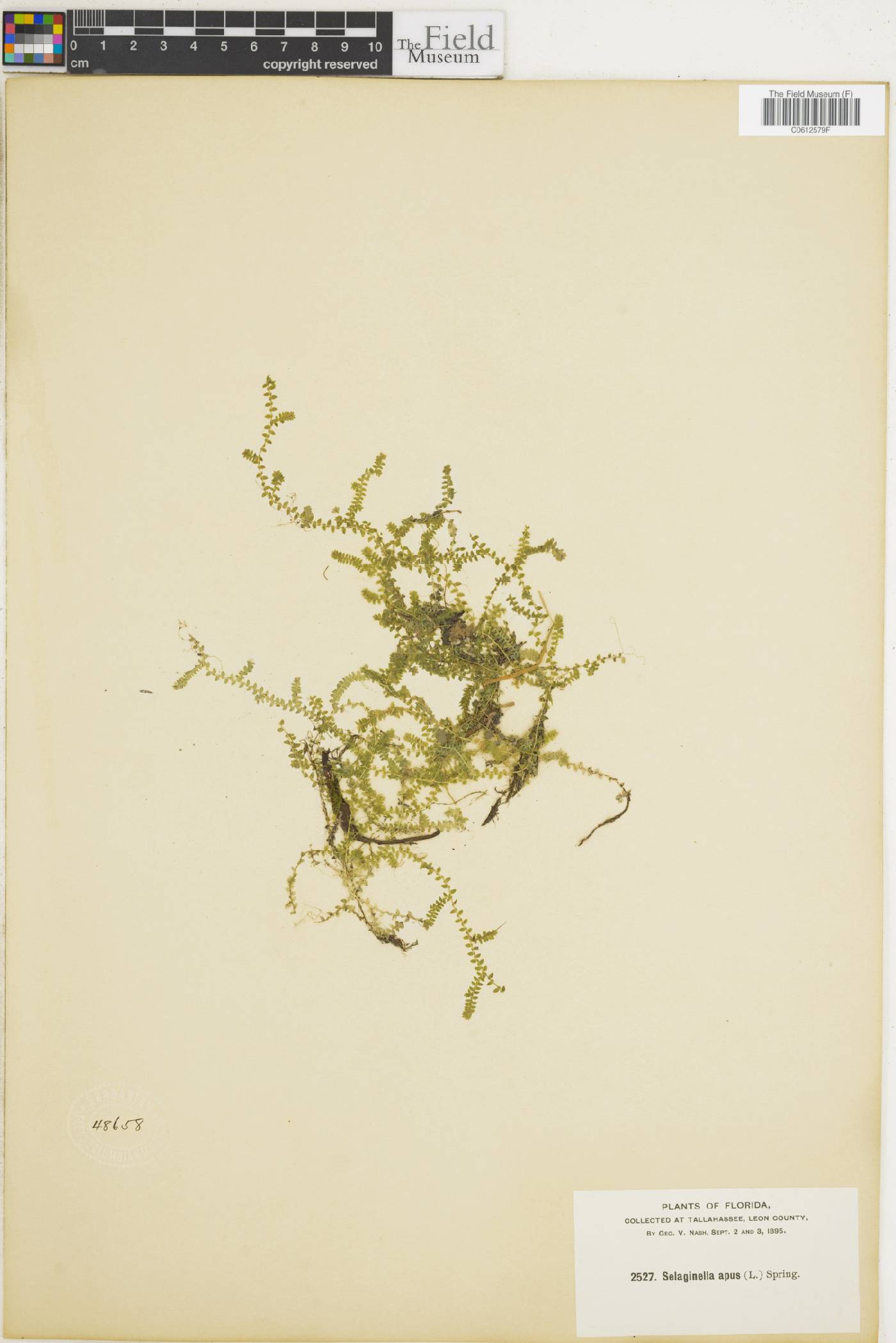 Selaginella apus image