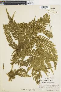 Image of Marattia weinmanniifolia