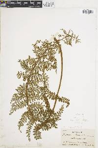 Asplenium blepharophorum image