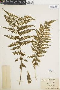 Asplenium blepharophorum image