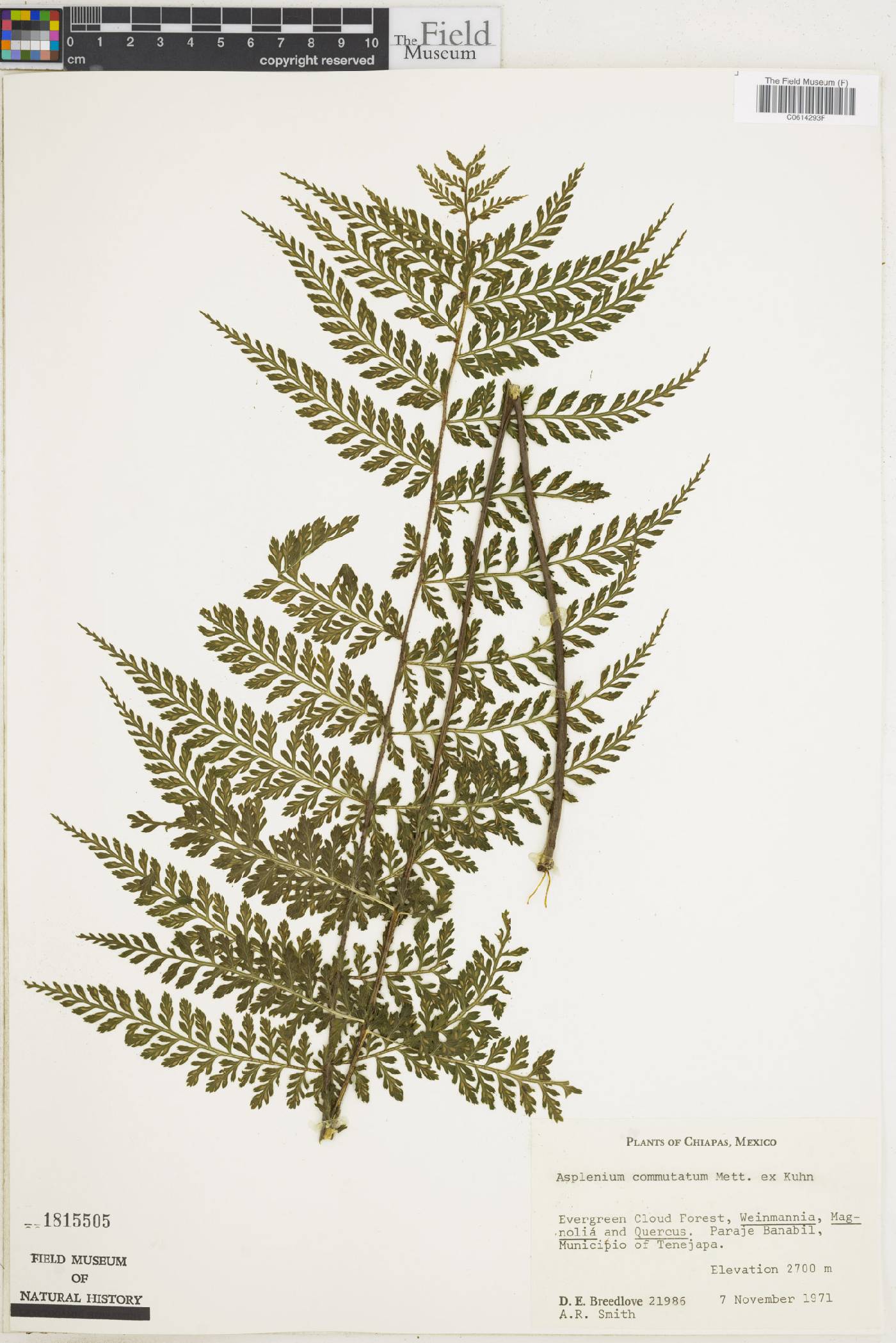 Asplenium blepharophorum image