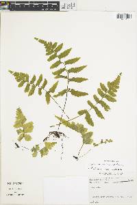 Hymenasplenium hoffmannii image