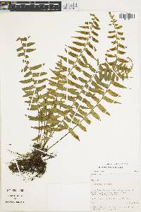 Asplenium harpeodes image